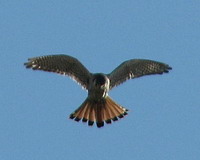 Halconcito colorado/American Kestrel Halconcito colorado/American Kestrel