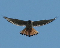 Halconcito colorado/American Kestrel Halconcito colorado/American Kestrel
