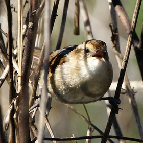 Junquero/Wren-like Rushbird Junquero/Wren-like Rushbird