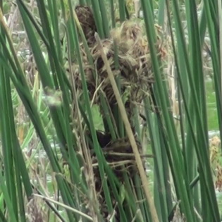 Junquero/Wren-like Rushbird Junquero/Wren-like Rushbird