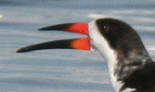 Rayador/Black Skimmer Rayador/Black Skimmer
