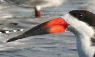Rayador/Black Skimmer Rayador/Black Skimmer
