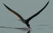 Rayador/Black Skimmer Rayador/Black Skimmer