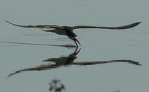 Rayador/Black Skimmer Rayador/Black Skimmer