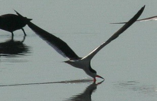 Rayador/Black Skimmer Rayador/Black Skimmer