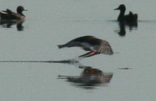 Rayador/Black Skimmer Rayador/Black Skimmer
