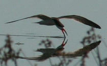 Rayador/Black Skimmer Rayador/Black Skimmer