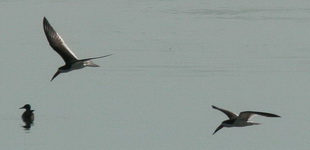Rayador/Black Skimmer Rayador/Black Skimmer