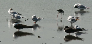 Rayador/Black Skimmer Rayador/Black Skimmer