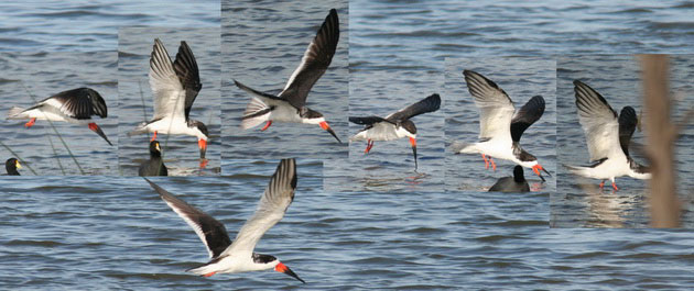 Rayador/Black Skimmer Rayador/Black Skimmer