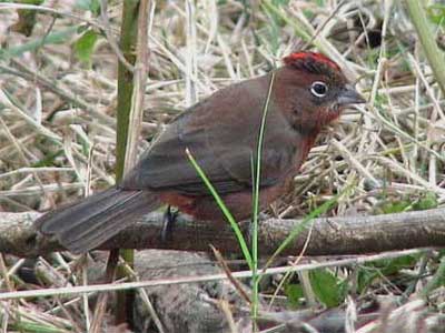 Brasita de fuego/Red-crested Finch Brasita de fuego/Red-crested Finch