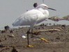 Garcita blanca/Snowy Egret