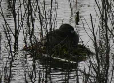 Macá pico grueso nido/Pied-billed Grebe nest Macá pico grueso nido/Pied-billed Grebe nest