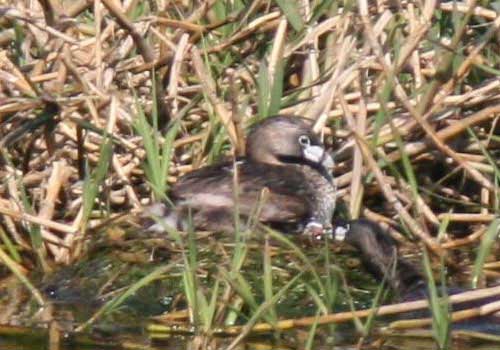 Macá pico grueso/Pied-billed Grebe Macá pico grueso/Pied-billed Grebe