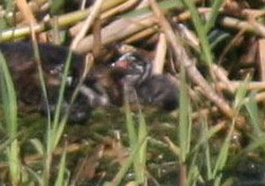 Macá pico grueso/Pied-billed Grebe Macá pico grueso/Pied-billed Grebe