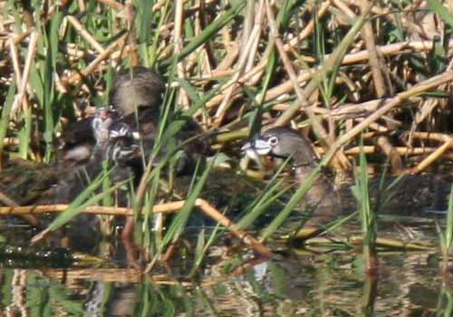 Macá pico grueso/Pied-billed Grebe Macá pico grueso/Pied-billed Grebe
