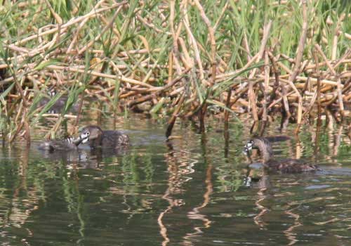 Macá pico grueso/Pied-billed Grebe Macá pico grueso/Pied-billed Grebe