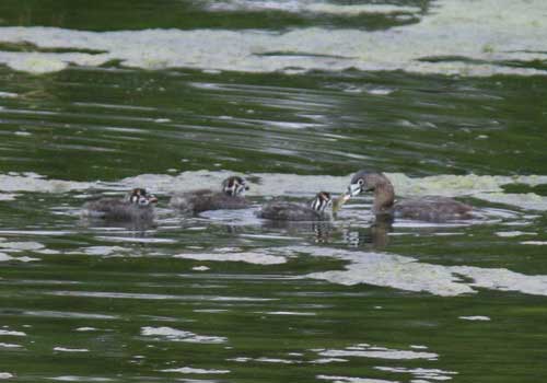 Macá pico grueso/Pied-billed Grebe Macá pico grueso/Pied-billed Grebe