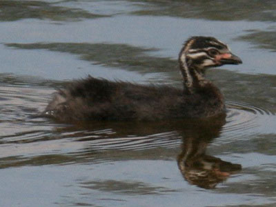 Macá pico grueso/Pied-billed Grebe Macá pico grueso/Pied-billed Grebe