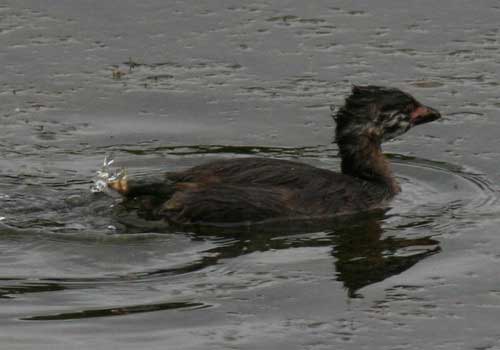 Macá pico grueso/Pied-billed Grebe Macá pico grueso/Pied-billed Grebe