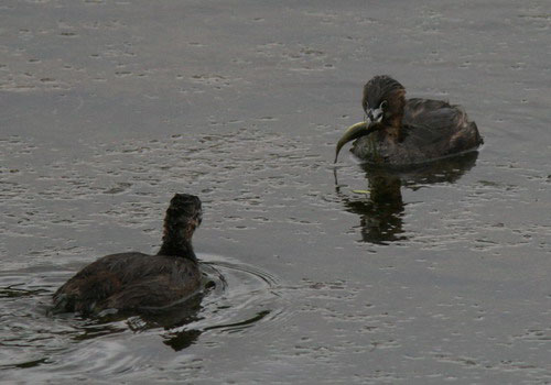 Macá pico grueso/Pied-billed Grebe Macá pico grueso/Pied-billed Grebe