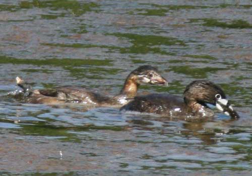 Macá pico grueso/Pied-billed Grebe Macá pico grueso/Pied-billed Grebe