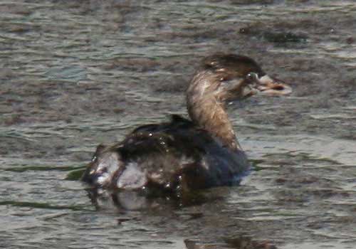 Macá pico grueso/Pied-billed Grebe Macá pico grueso/Pied-billed Grebe