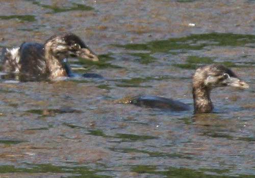 Macá pico grueso/Pied-billed Grebe Macá pico grueso/Pied-billed Grebe