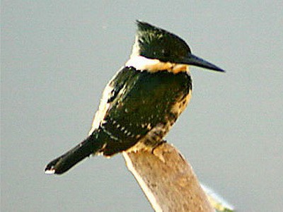 Martín pescador chico/Green Kingfisher Martín pescador chico/Green Kingfisher