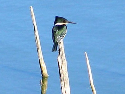 Martín pescador chico/Green Kingfisher Martín pescador chico/Green Kingfisher
