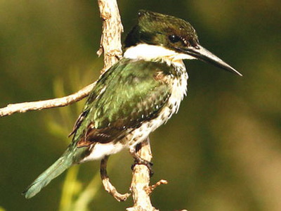 Martín pescador chico/Green Kingfisher Martín pescador chico/Green Kingfisher