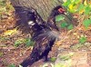Pato real/Muscovy Duck