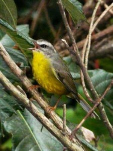 Arañero-coronado-chico/Golden-crowned Warbler