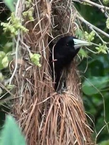 Boyero-negro/Solitary Cacique