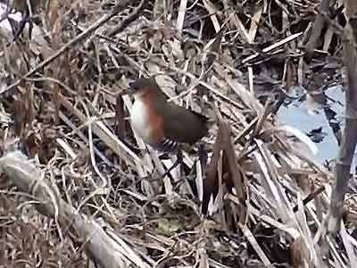 Burrito común/Rufous-sided Crake Burrito común/Rufous-sided Crake