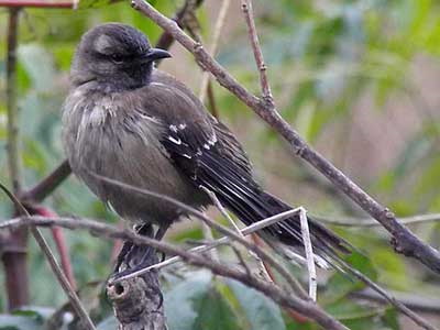 Calandria grande/Chalk-browed Mockingbird Calandria grande/Chalk-browed Mockingbird
