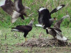 Carancho/Southern-crested Caracara