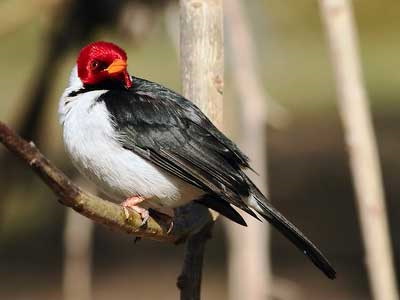 Cardenilla/Yellow-billed Cardinal Cardenilla/Yellow-billed Cardinal