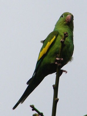 Catita chirirí/Yellow-chevroned Parakeet Catita chirirí/Yellow-chevroned Parakeet