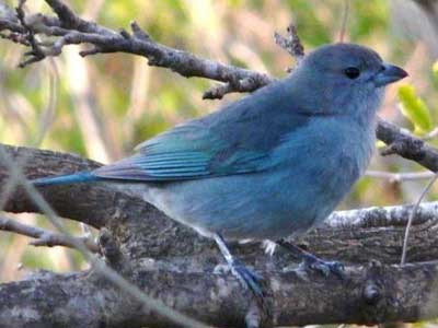 Celestino/Sayaca Tanager Celestino/Sayaca Tanager