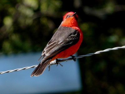 Churrinche/Vermilion Flycatcher Churrinche/Vermilion Flycatcher