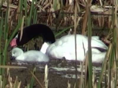 Cisne cuello negro/Black-necked Swan Cisne cuello negro/Black-necked Swan