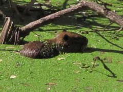 Coipo/Coypu