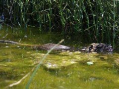 Coipo/Coypu