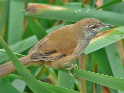 Curutié ocráceo/Sulphur-bearded Spinetail Curutié ocráceo/Sulphur-bearded Spinetail