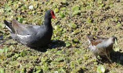 Dos-pollonas/Two Gallinules