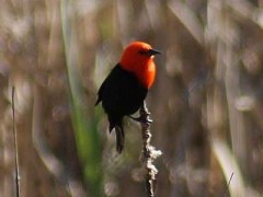 Federal/Scarlet-headed Balckbird