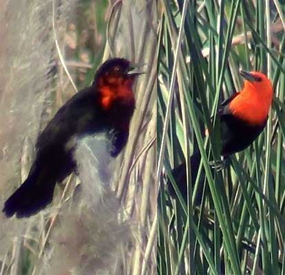 Federal/Scarlet-headed Blackbird Federal/Scarlet-headed Blackbird