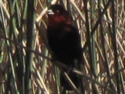 Federal/Scarlet-headed Blackbird Federal/Scarlet-headed Blackbird
