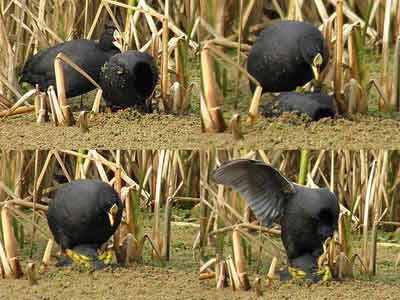 Gallareta ligas rojas/Red-gartered Coot Gallareta ligas rojas/Red-gartered Coot